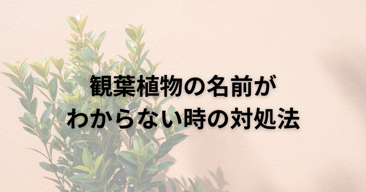 観葉植物の名前がわからない時の対処法 - おうち時間